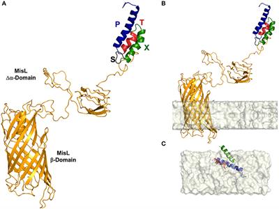 Live Attenuated Salmonella enterica Expressing and Releasing Cell-Permeable Bax BH3 Peptide Through the MisL Autotransporter System Elicits Antitumor Activity in a Murine Xenograft Model of Human B Non-hodgkin's Lymphoma